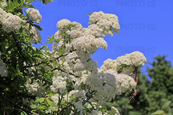 Scarlet firethorn (Pyracantha coccinea)