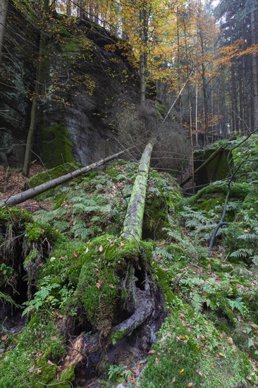 Spitzstein Gorge in the Kirnitzsch Valley