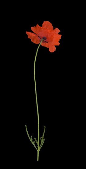 Poppy flowers (Papaver rhoeas)