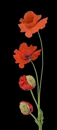 Poppy flowers (Papaver rhoeas)