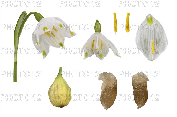 Spring snowflake (Leucojum vernum)