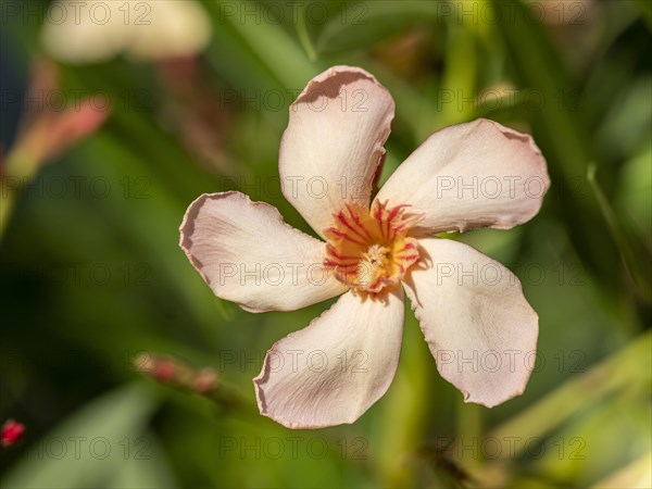 Flower of the Oleander (Nerium oleander)