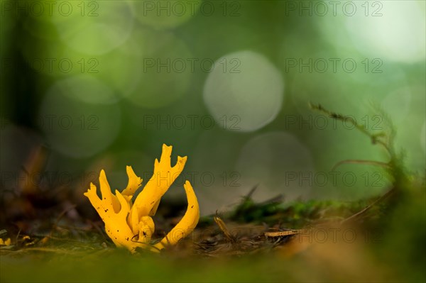 Calocera furcata (Calocera furcata) on deadwood