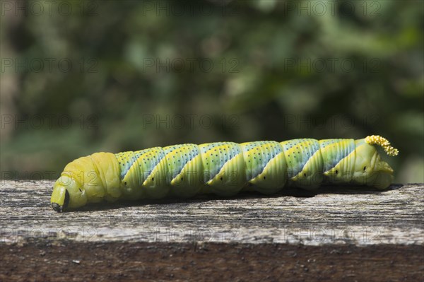 Caterpillar of the Death's head hawkmoth (Acherontia atropos)