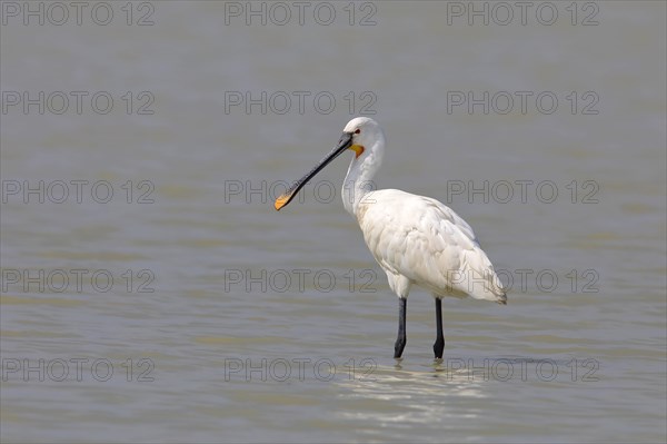 Eurasian spoonbill (Platalea leucorodia) standing in water