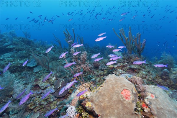 Shoal of Barracuda Waitin Boy (Clepticus parrae) swimming over coral reef