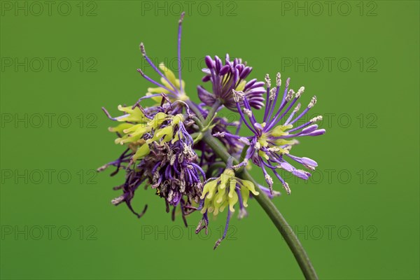 Columbine greater meadow rue (Thalictrum aquilegiifolium)