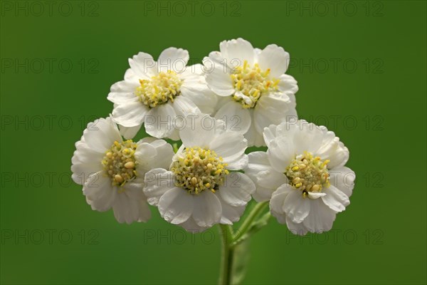 Fine leaved water dropwort (Oenanthe aquatica)