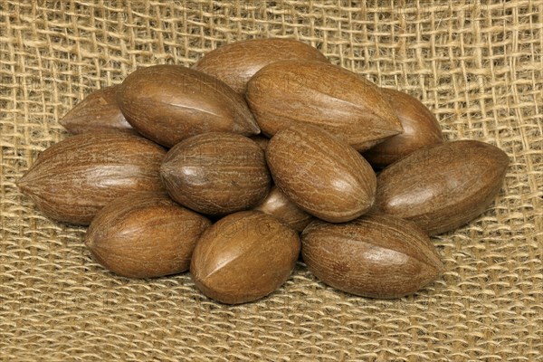 Pecan (Carya illinoinensis)