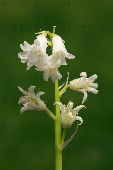 Spanish bluebell (Hyacinthoides hispanica)