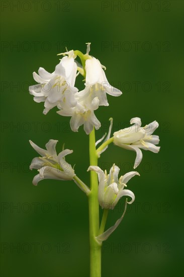 Spanish bluebell (Hyacinthoides hispanica)