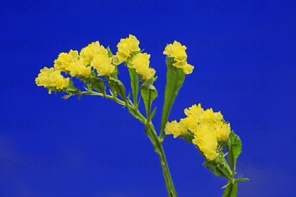 Sea Lavender (Limonium)