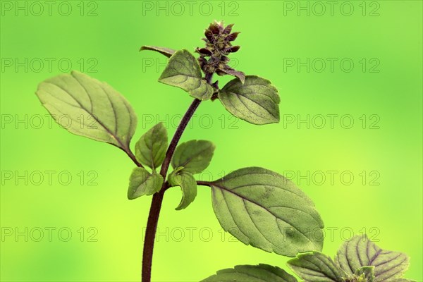 Shrub Basil (Ocimum basilicum) Magic Blue (Magic Blue)