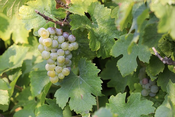 Grape vine (Vitis vinifera)