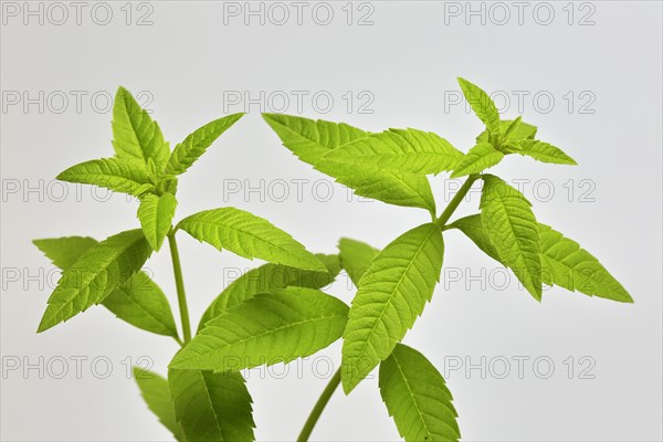 Lemon verbena (Aloysia triphylla)