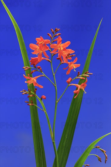 Montbretia (Crocosmia x crocosmiiflora)