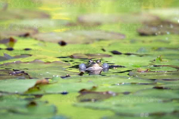 Marsh frog (Rana ridibunda)