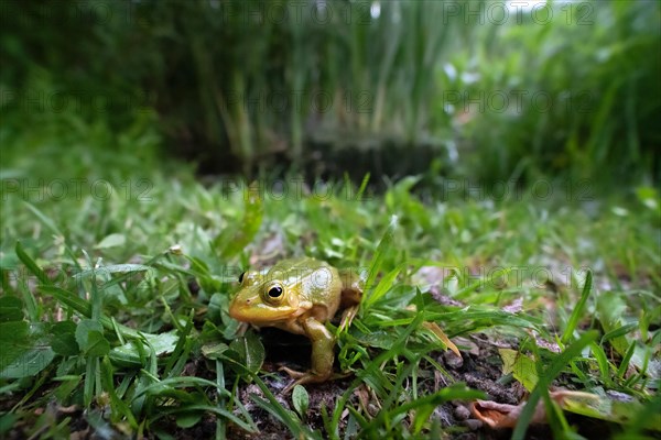 Pool frog (Rana lessonae)