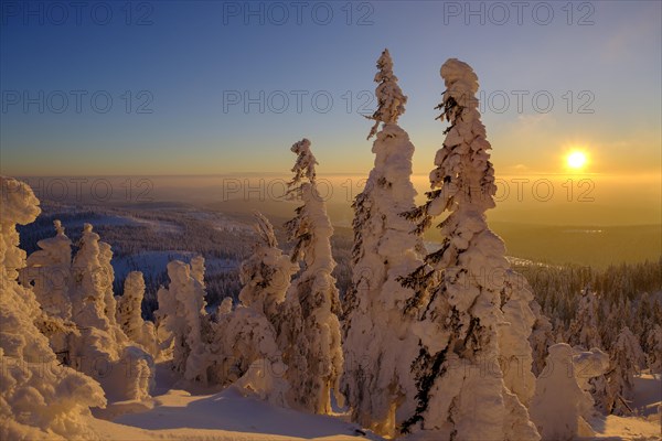 Sunset with snow-covered spruces