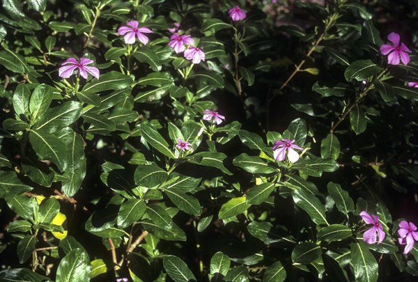 Catharanthus roseus