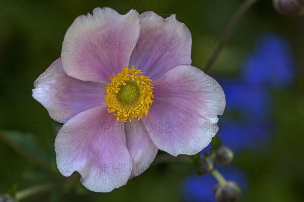 Chinese anemone (Anemone hupehensis)