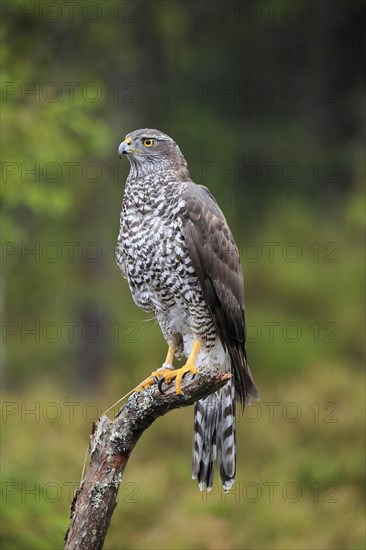 Northern goshawk (Accipiter gentilis)