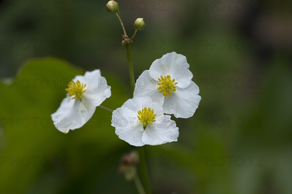 Flowers of broad-leaved arrowhead (Sagittaria latifolia)