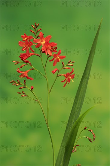 Montbretia (Crocosmia x crocosmiiflora)