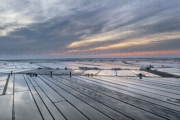 Flooded rice fields in May at daybreak