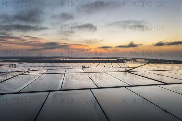 Flooded rice fields in May at daybreak