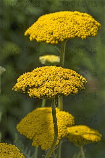 Yarrow (Achillea filipendulina)