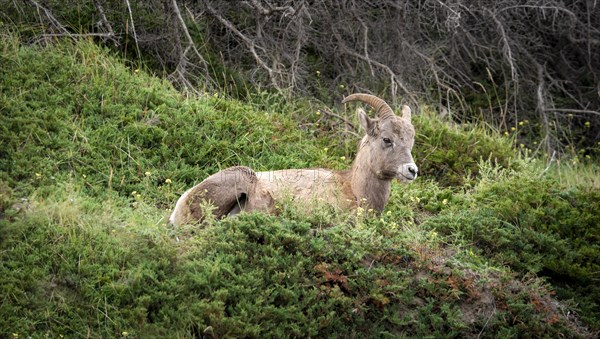 Bighorn sheep (Ovis canadensis) sitting in the grass