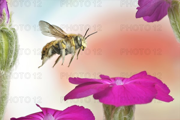 European wool carder bee (Anthidium manicatum) in flight at the flower of a rose campion (Silene coronaria)