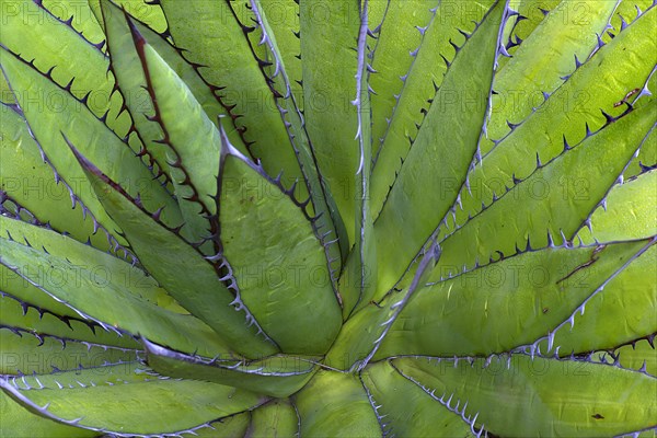 Aloes (Aloe)