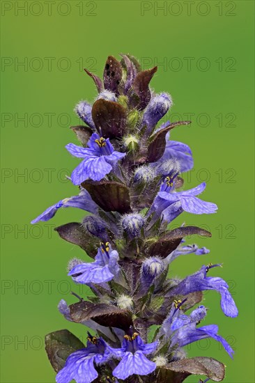 Blue bugle (Ajuga reptans)