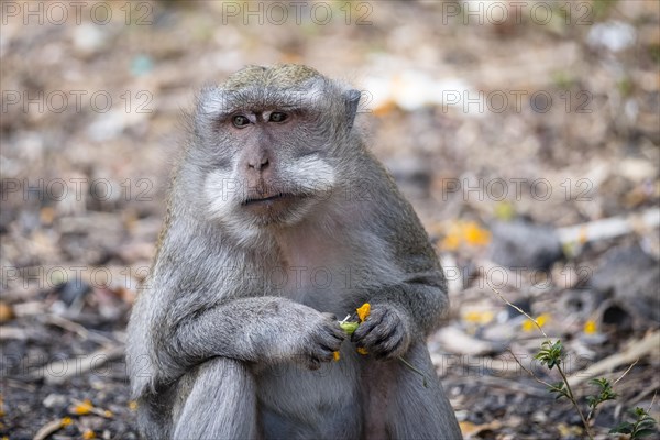 Crab eating macaque (Macaca fascicularis) or Javan monkey