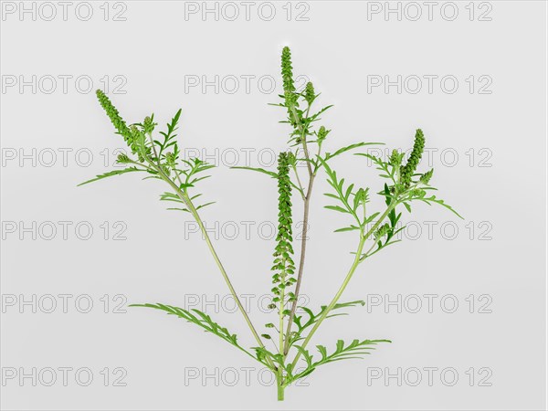 Common Ragweed (Common Ragweed)
