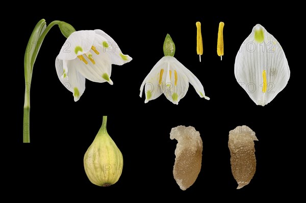 Spring snowflake (Leucojum vernum)