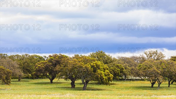 Clouds over Cork oaks (Quercus suber) near Santu Lussurgiu