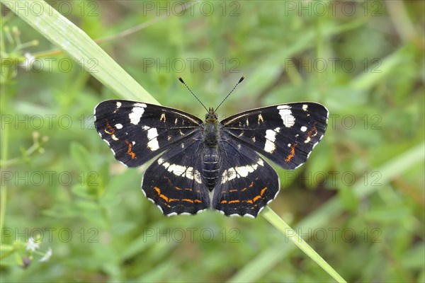 Map butterfly (Araschnia levana)