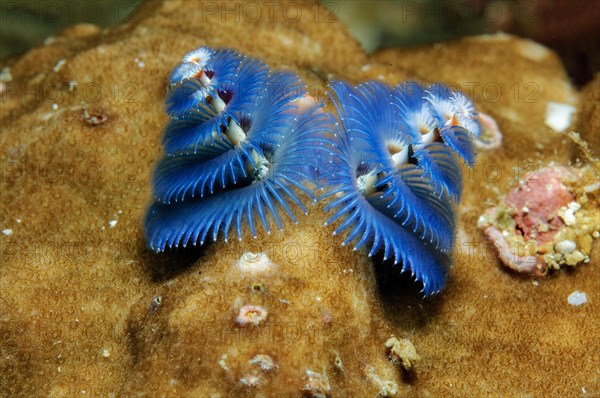 Christmas tree worm (Spirobranchus giganteus)