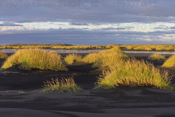 Dune landscape in the morning light