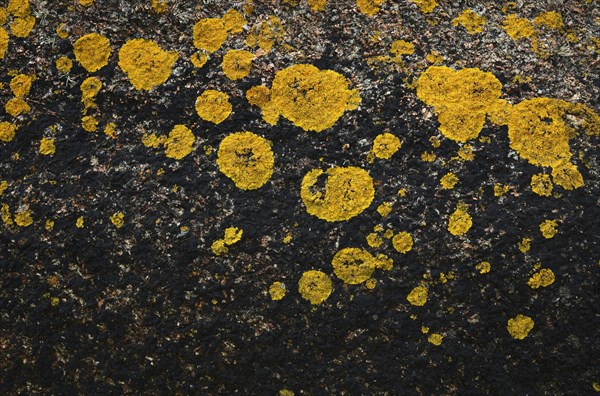 Lichen on rock