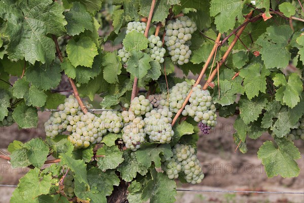 Grape vine (Vitis vinifera)