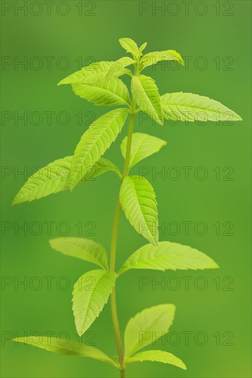 Lemon verbena (Aloysia triphylla)