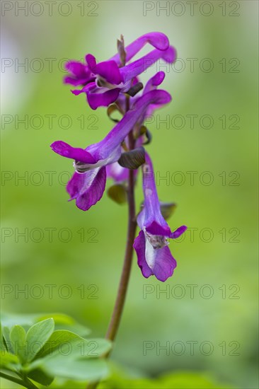 Hollow larkspur (Corydalis cava)