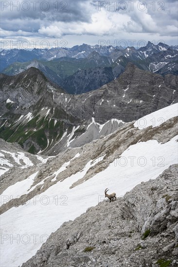 Alpine Ibex (Capra ibex)