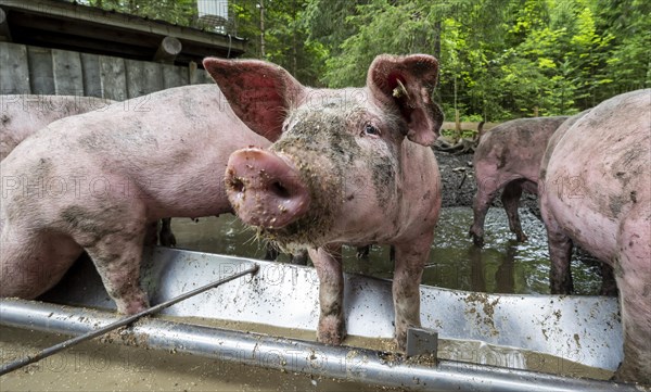 Domestic Pigs (Sus scrofa domesticus) at a trough in an outdoor enclosure