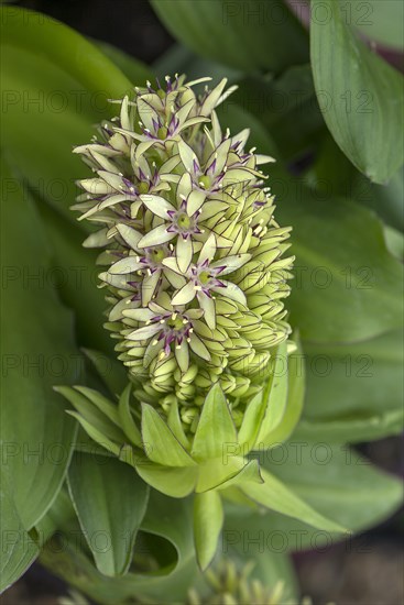 Flower of a crested lily