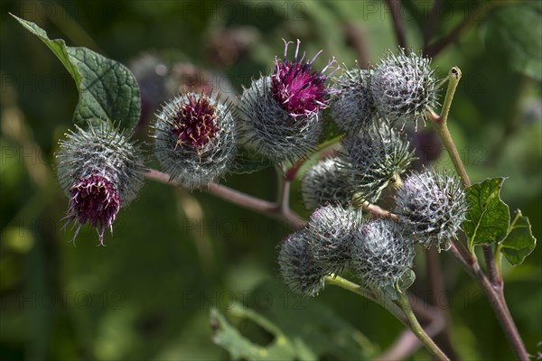 Downy burdock (Arctium tomentosum)